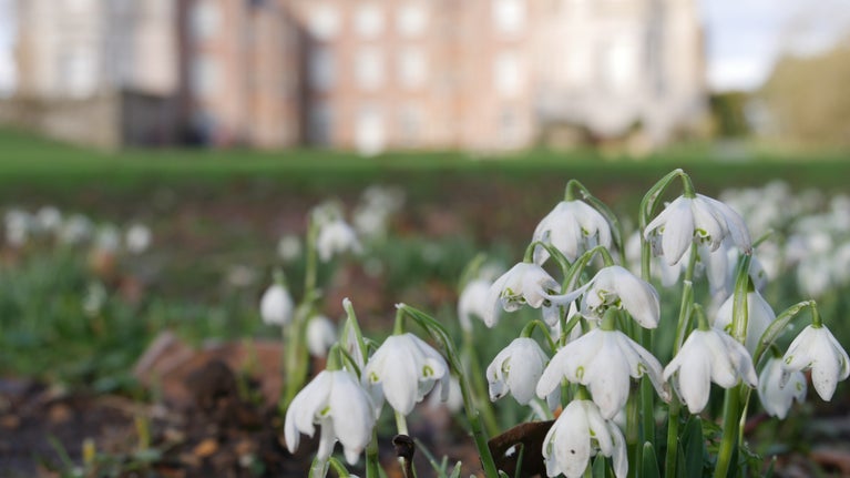 A low angle image of a clump of snowdrops growing in grassy. earthy ground with the house almost visible in the distance